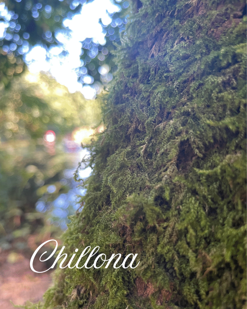 foto de un musgo con un texto que dice "chillona"